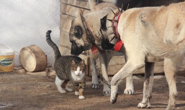 Kangallar İle Kedilerin Şaşırtan Dostluğu