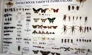 Bu Da 'Böcek Müzesi'