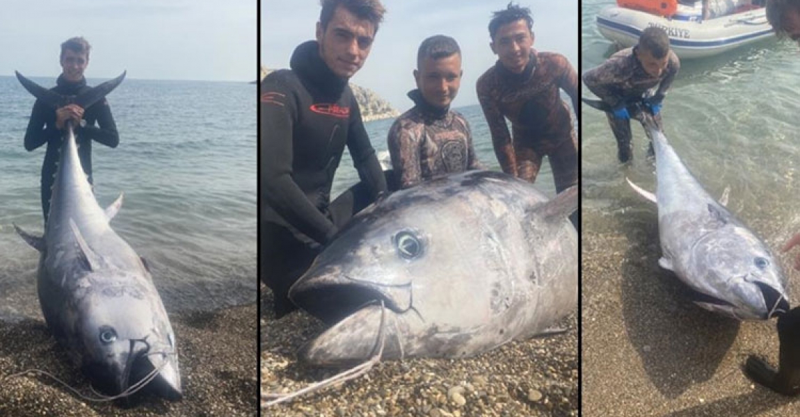 Mersin'de zıpkınla 150 kilogramlık orkinos avlandı