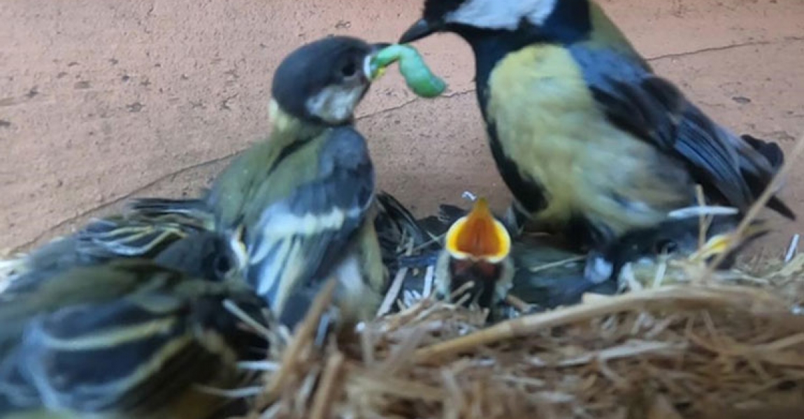 'Büyük baştankara' kuşunun saksıdaki yavrularını beslediği anlar kamerada