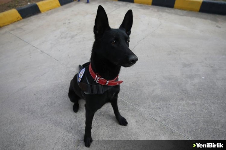 Narkotik dedektör köpeği 'Arven'e uyuşturucu zulası dayanmıyor