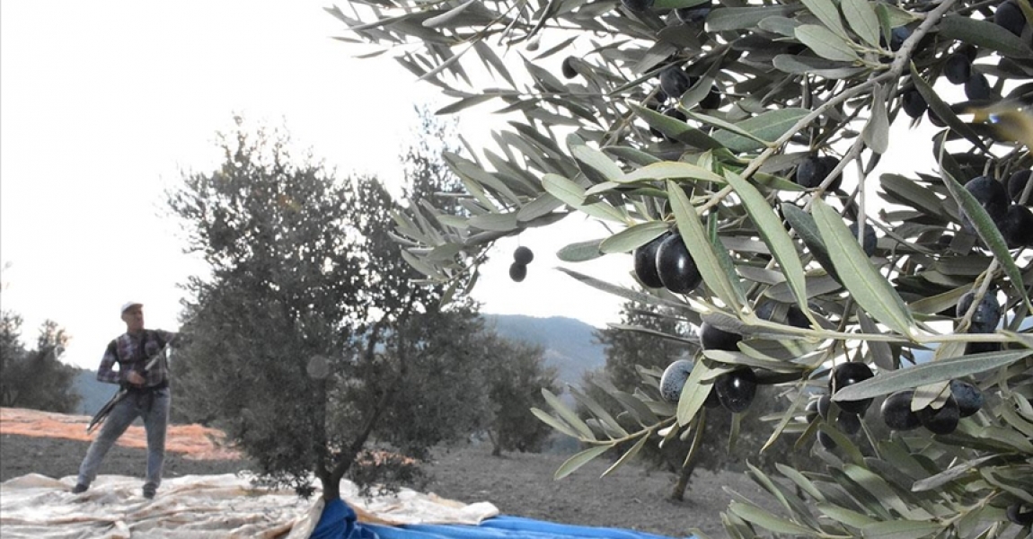 Bilecik'in Düzmeşe köyünde zeytin mesaisi başladı