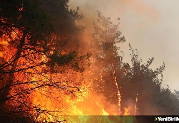İran'da 80 hektar ormanlık alan yandı