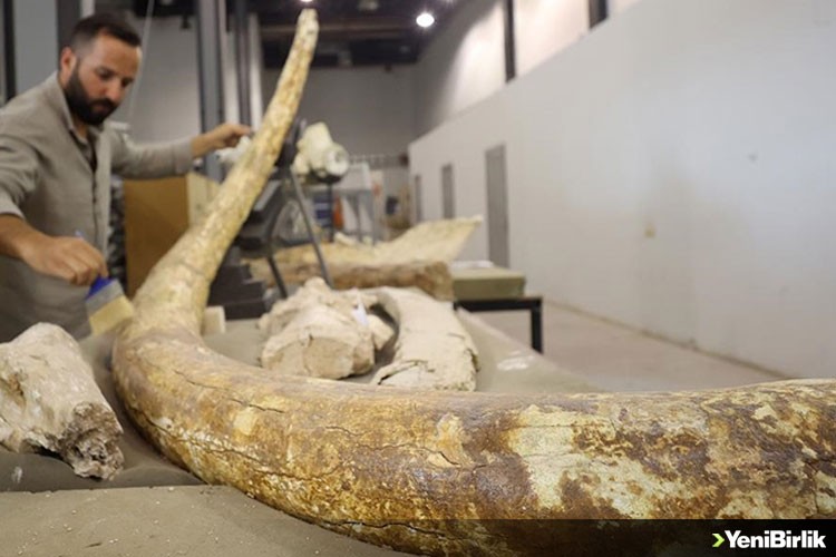 7,5 milyon yıllık zürafa, at ve fil fosilleri sergilenmeye hazırlanıyor