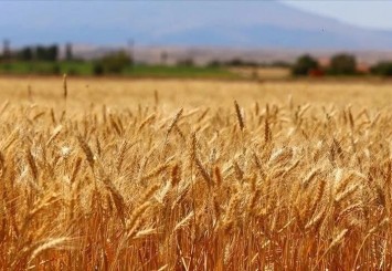 ​Türk buğday sektörü için kapsamlı yol haritası
