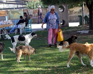 Sokak köpekleri 'Filiz anne'nin yolunu gözlüyor