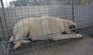Ölmek Üzere Olan Köpeğe Şehzadeler Belediyesi Sahip Çıktı