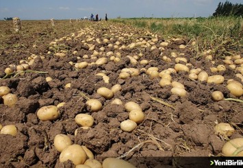 Patates, çiftçinin yüzünü güldürdü