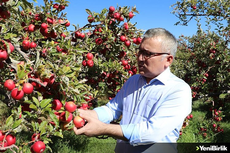 Niğde'de elma üretimi 5 yılda yüzde 25 arttı