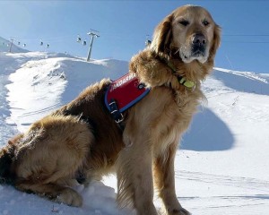 Dedektör köpek 'Gurbet' karlı dağlarda hayat kurtarıyor