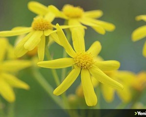 Iğdır'ın ovaları sarı çiçeklerle renklendi