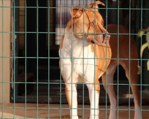 Siirt'teki rehabilitasyon merkezi 'tehlikeli ırk' köpeklerin de yuvası oldu
