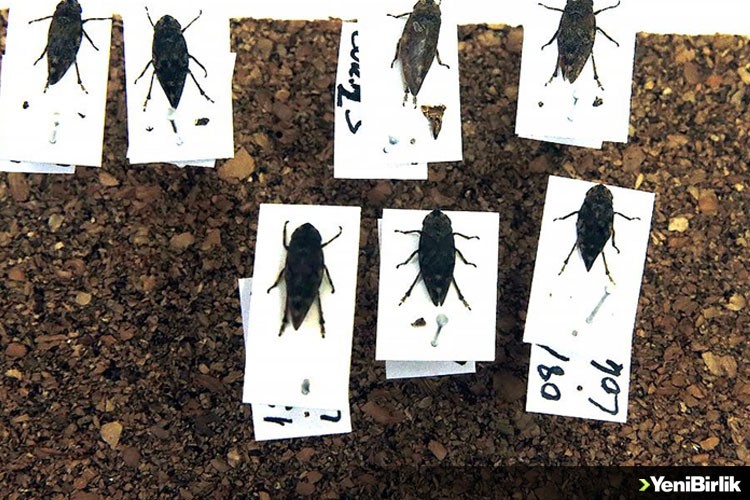 Sinop'ta bitkiler arası hastalık taşıyan iki böcek türü keşfedildi