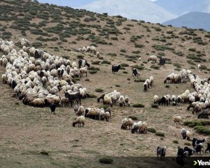 Muş'ta terörden temizlenen yaylalar koyun sürüleriyle doldu
