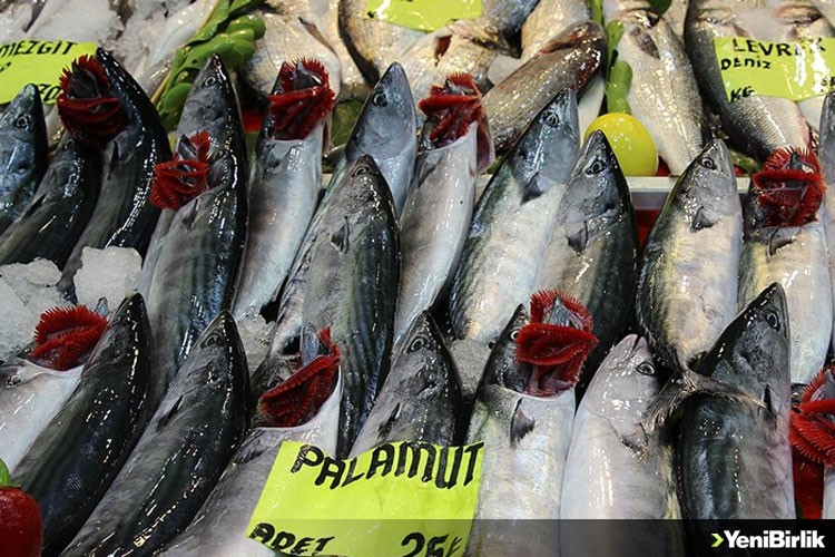 Çanakkale'de palamut bolluğu balıkçıların yüzünü güldürüyor