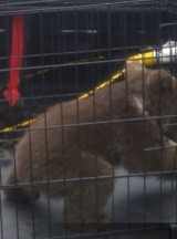 Bilecik'te köpek saldırısından kurtarılan yavru ayı korumaya alındı