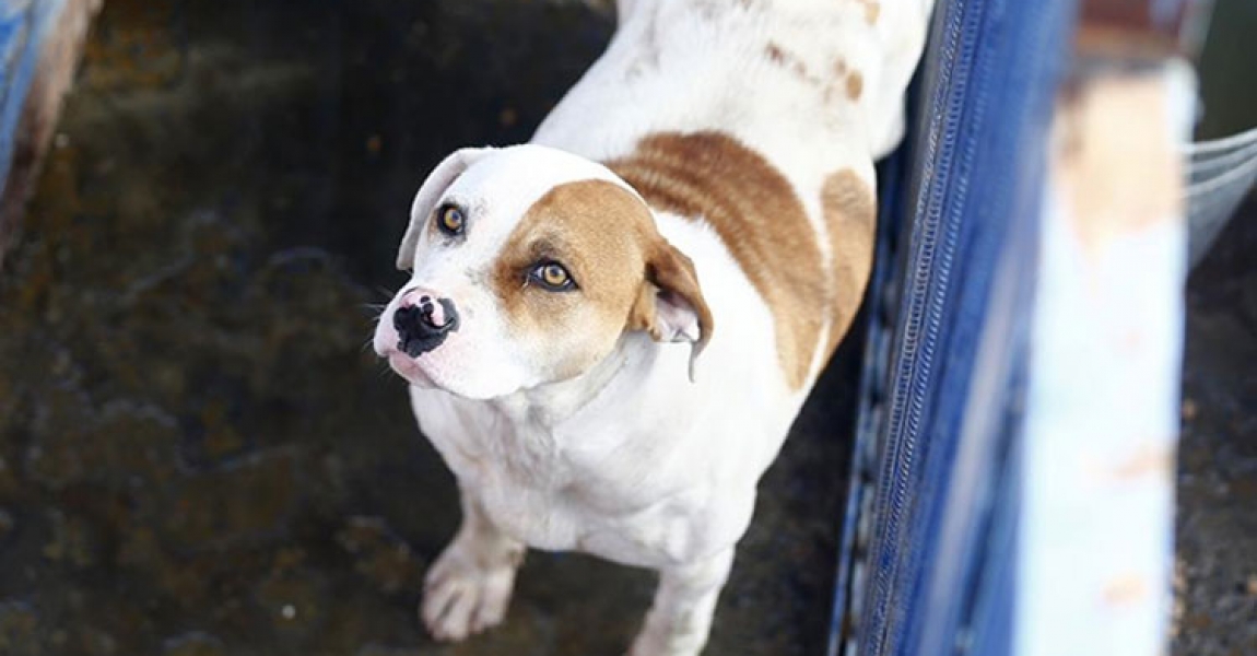 Kayseri'de tehlikeli tür köpekler sokak yerine sıcak yuvalarında yaşıyor