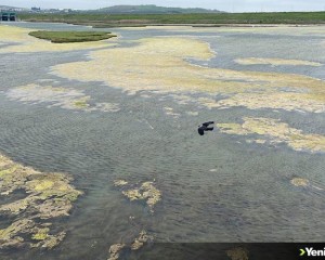 Büyükçekmece Gölü'nün yüzeyinde yosun tabakası oluştu