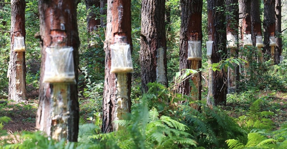 Kocaeli ormanlarından elde edilen çam reçinesi ekonomiye katkı sağlıyor