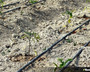 Safranbolu'nun yerli domatesi 'maniye' tohumları toprakla buluştu