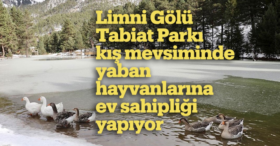 Limni Gölü Tabiat Parkı kış mevsiminde yaban hayvanlarına ev sahipliği yapıyor
