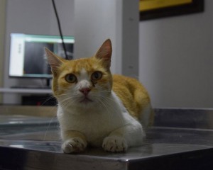 Bilecik'te sahipsiz kedi "Sarmal"ın kırılan bacağı ameliyatla tedavi edildi