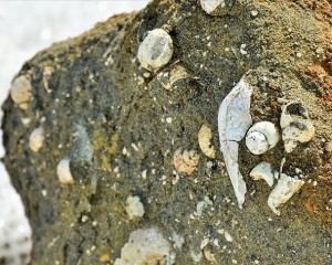 Muş'ta 11 Milyon Yıllık Fosiller Bulundu