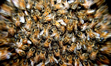 Kilis'te Arıların Saldırısına Uğrayan Kadın Öldü