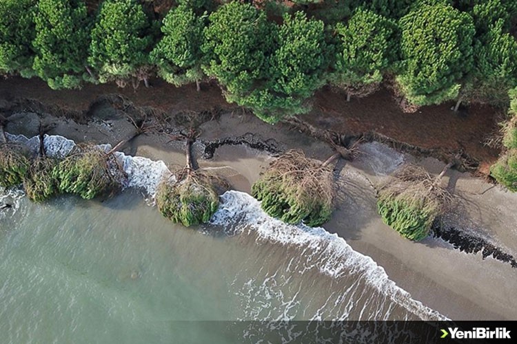 Samsun'da kıyı erozyonu çam ağaçlarını devirdi
