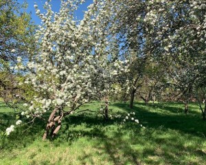 Kars'ta tescilli 'uzun elma' ağaçları çiçek açmaya başladı