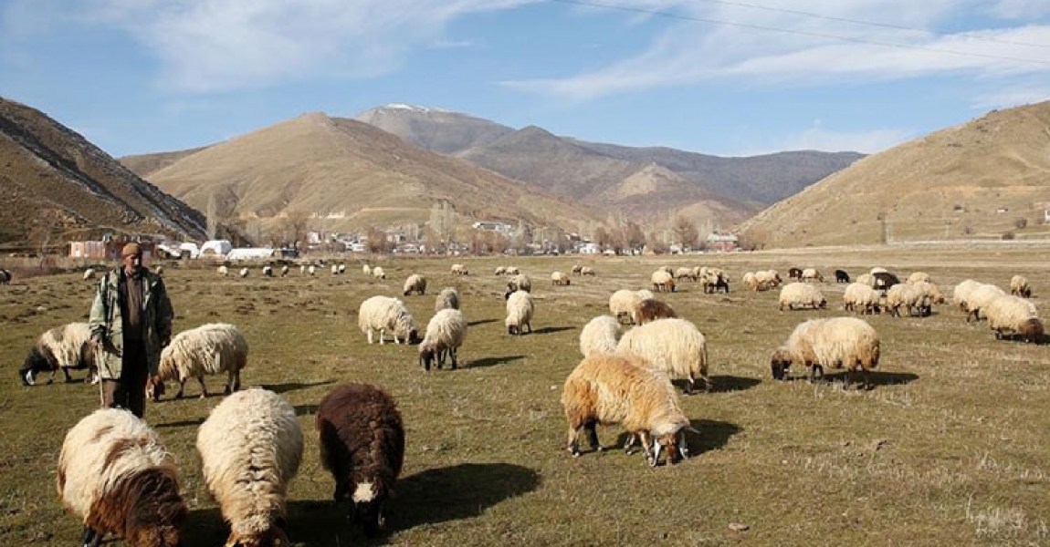 Kar kalınlığının geçen ocakta 2 metreyi aştığı Bitlis'te bu yıl hayvanlar hala merada
