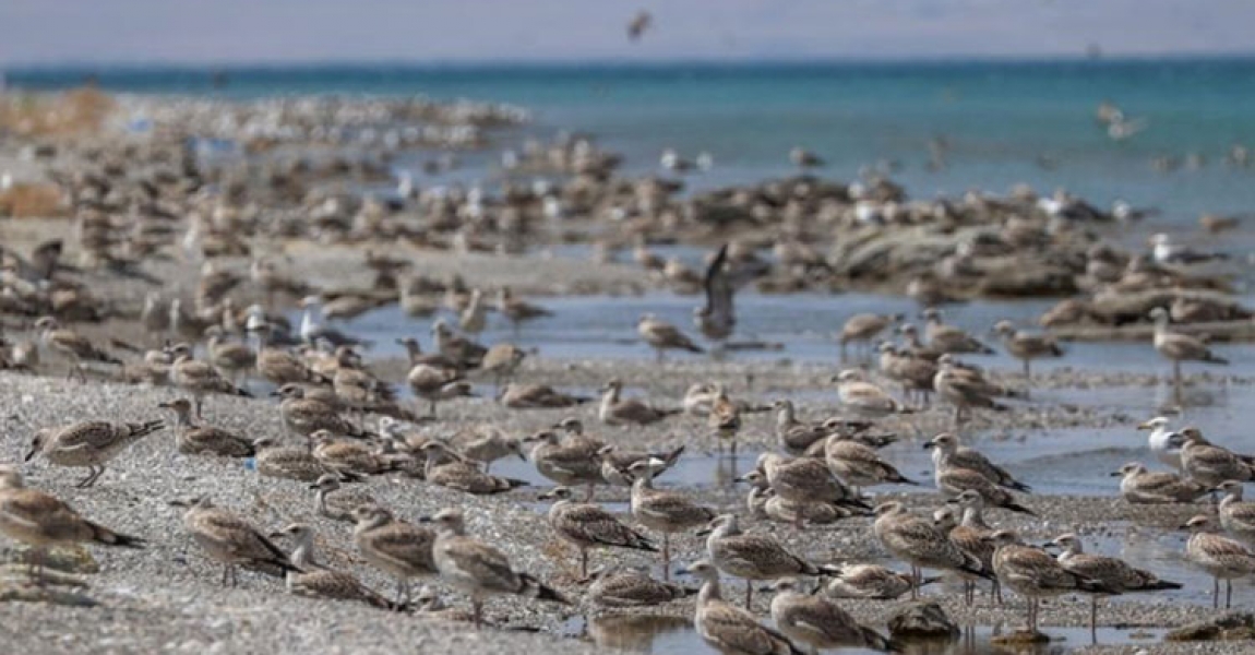 Besin azlığı ve aşırı sıcaklar nedeniyle Van Gölü havzasında martı ölümleri arttı