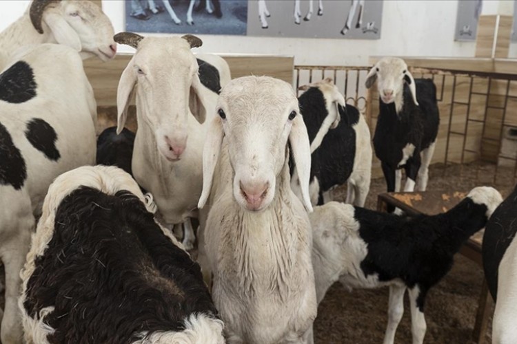 Senegal'de "koyunların kralı" ladoum 70 bin dolara alıcı buluyor
