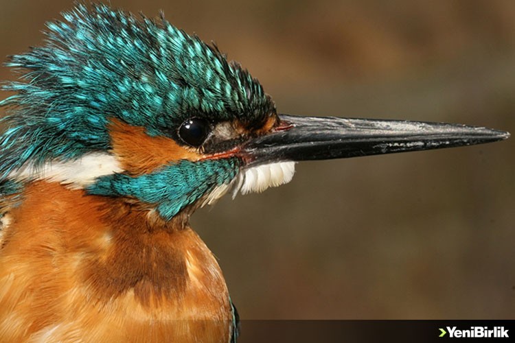 Türkiye'deki kuş türlerinden 120'sinin popülasyonu son 22 yılda artış gösterdi