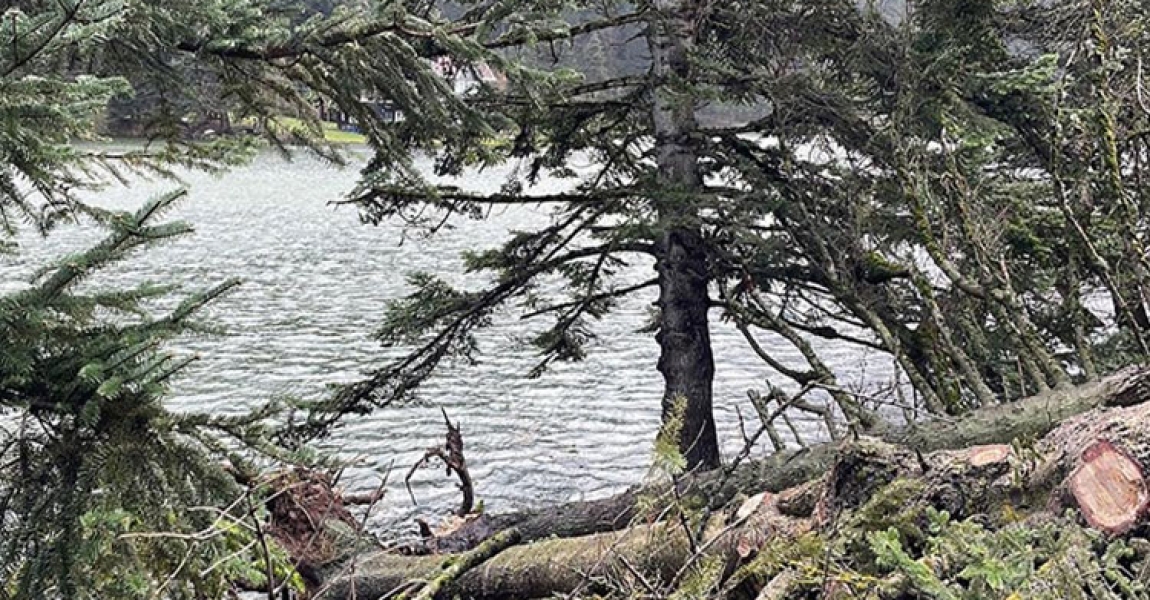 Kuvvetli rüzgar Gölcük Tabiat Parkı'nda ağaçları devirdi