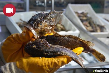 İskorpit Balığı Zehirli Dikenleri Ve Korkutucu Görüntüsüyle Tezgahlarda