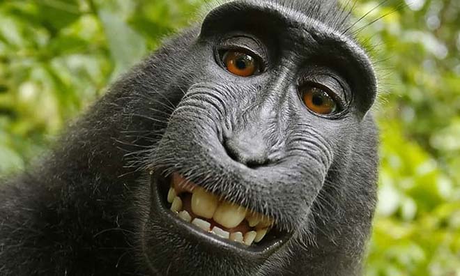 maymun-selfie