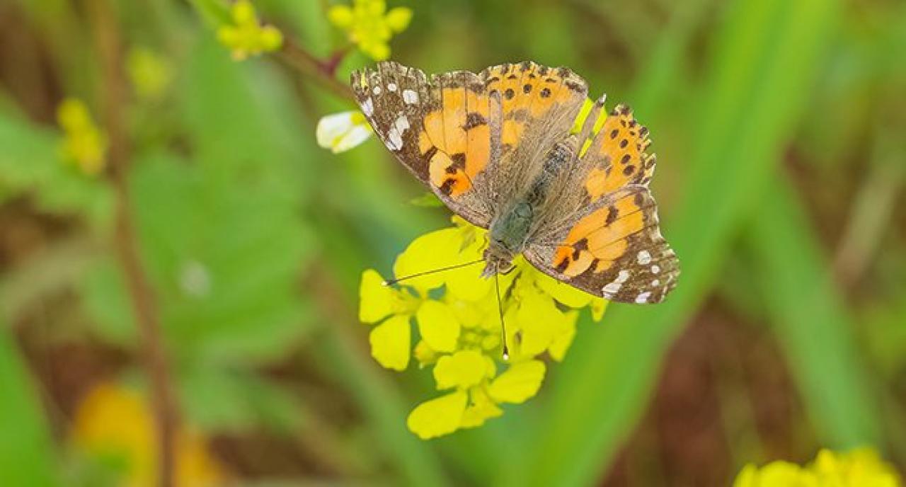 Diyarbakır'da Kelebek Göçü Başladı