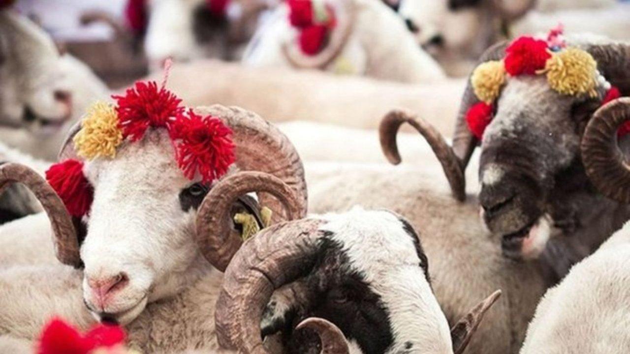 Diyanet, vekaletle kurban kesim bedellerini açıklandı