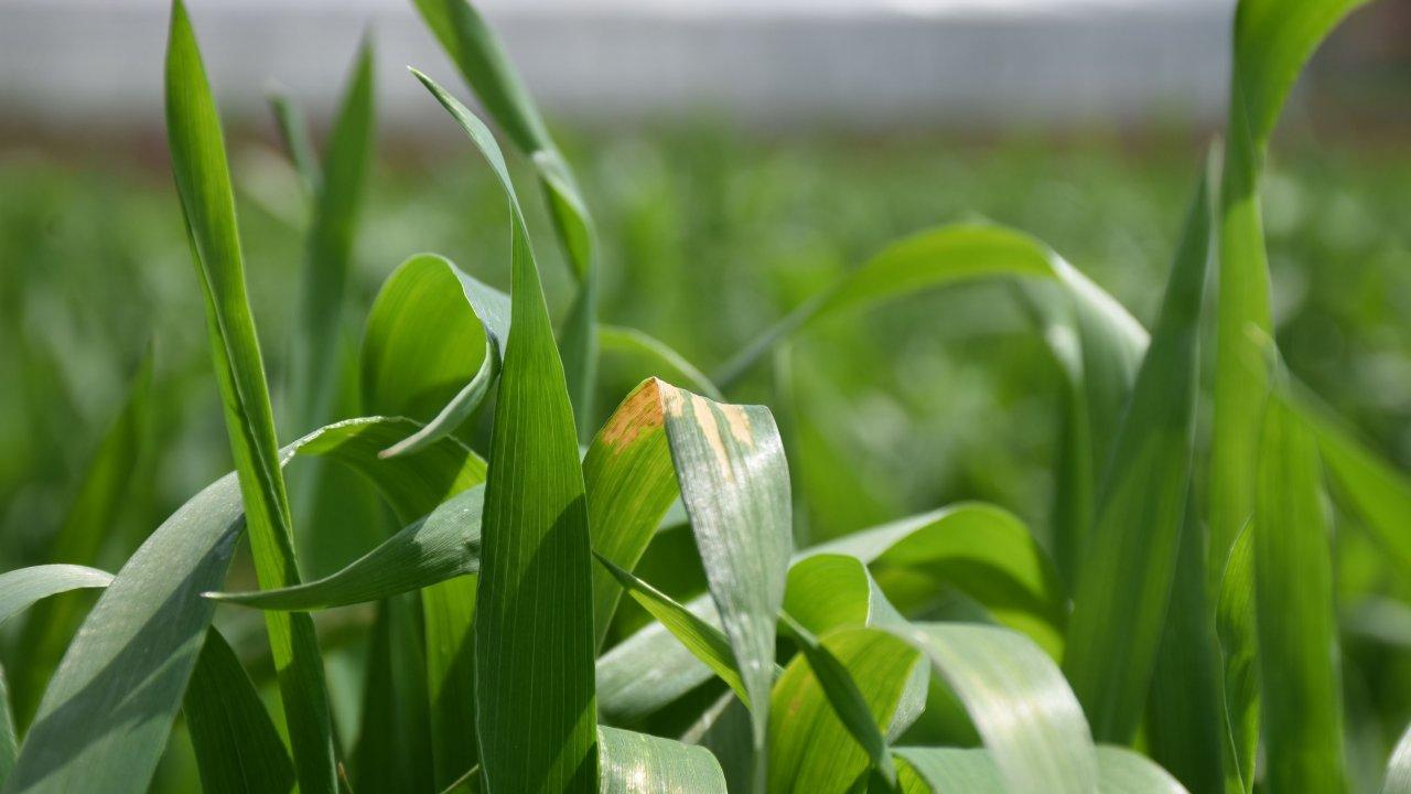 Yağış artışlarında "sarı pas" hastalığı riski: "Mücadele edilmezse verim düşer"