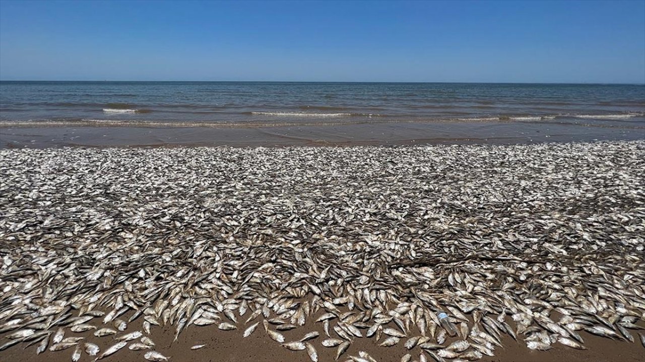 Binlerce ölü balık kıyıya vurdu! Gelmeye devam ediyorlar..