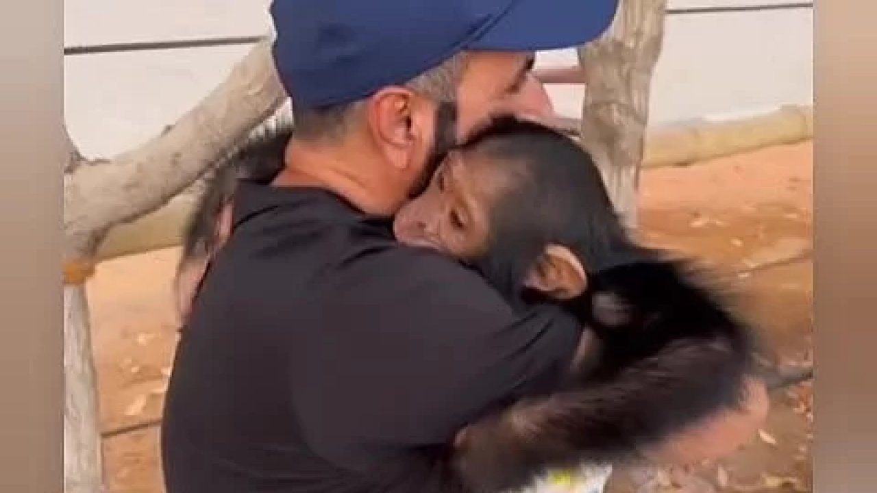 Bakıcısıyla ayrı düşen maymunun tekrar bir araya geldiklerinde yaşadığı heyecan kameralara böyle yansıdı!