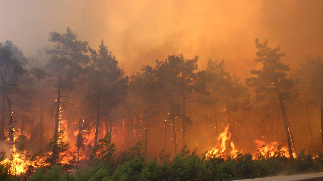 9 günde çıkan orman yangınlarının verdiği zarar ortaya çıktı