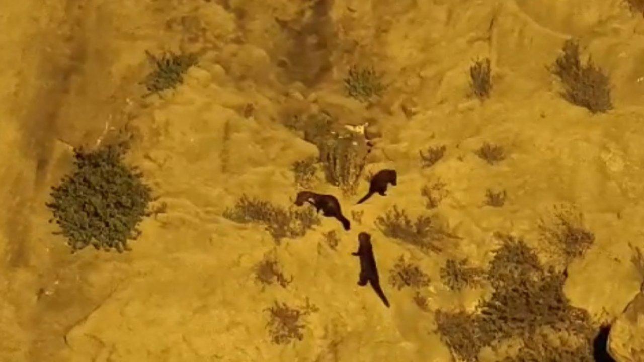 Nesli tehlike altında: Tarihi surlara tırmanırken görüntülendi