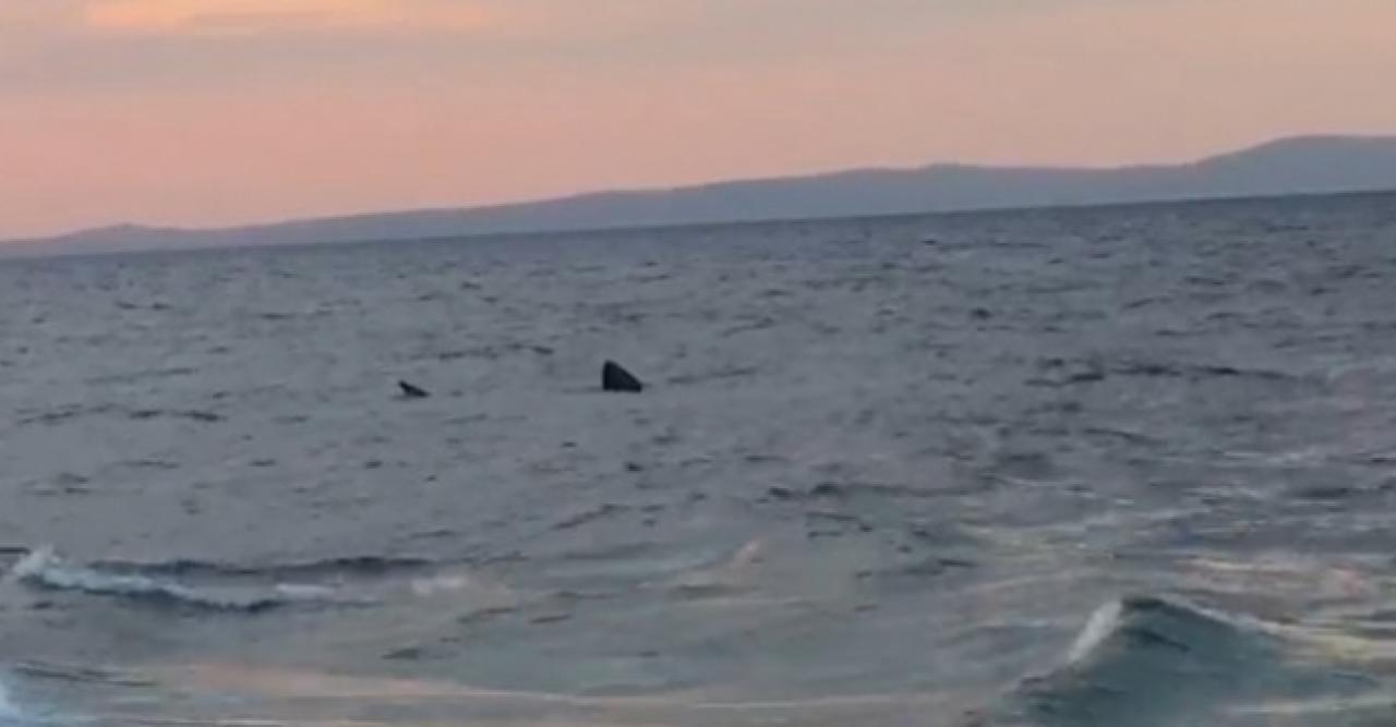 Saros’ta 7 metrelik köpek balığı