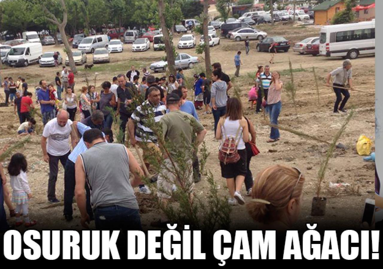 Osuruk değil çam ağacı