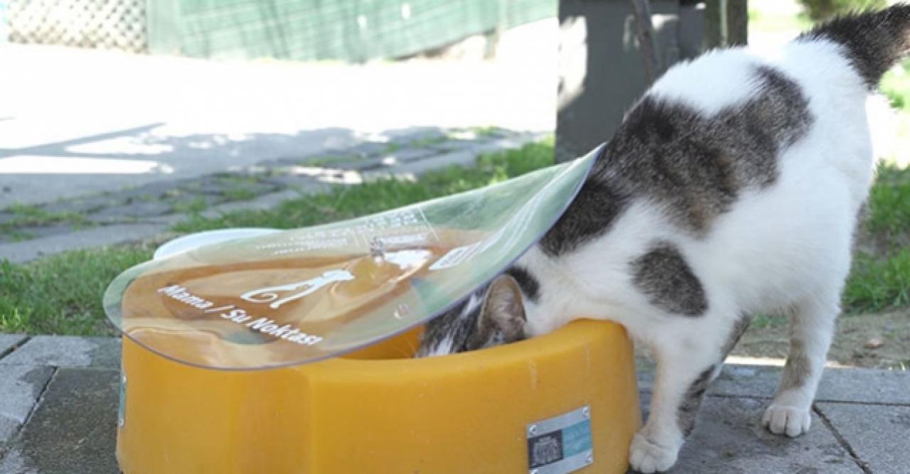 Beşiktaş Belediyesi mama kaplarını değiştirdi