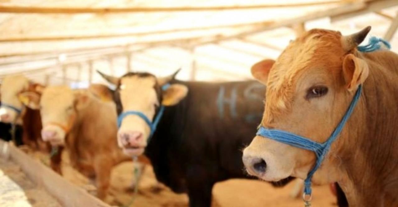 Büyükçekmece'de sertifikalı kurban kesimi eğitimi