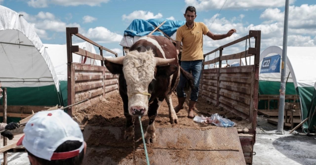 Kurbanlıklar İstanbul'a geldi