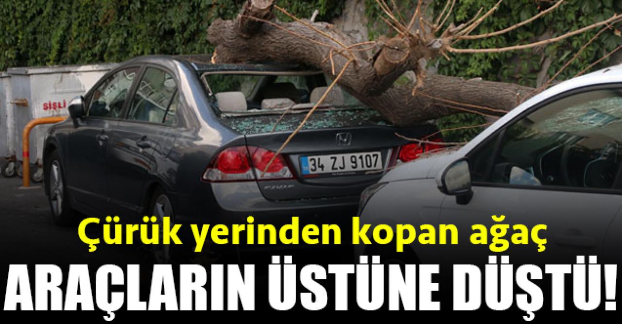 Çürük yerinden kopan ağaç araçların üzerine düştü